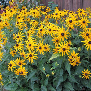 Black-eyed Susan Rudbeckia Flower Yellow | Stainless Steel Travel Mug | 15oz | Sage