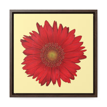 Load image into Gallery viewer, Gerbera Daisy Flower Red | Framed Canvas | Sunshine Background
