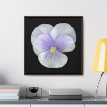 Load image into Gallery viewer, Pansy Viola Flower Lavender | Framed Canvas | Black Background
