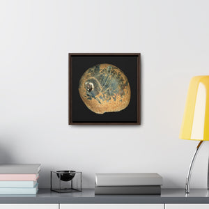 Moon Snail Shell Black & Rust Apical | Framed Canvas | Black Background