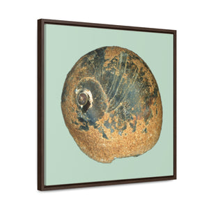 Moon Snail Shell Black & Rust Apical | Framed Canvas | Sage Background