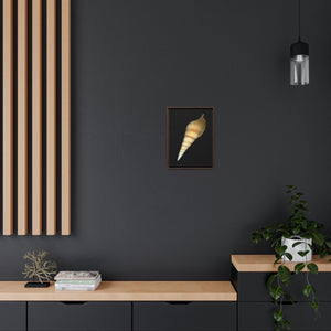 Turrid Shell Tan Dorsal | Framed Canvas | Black Background