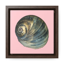 Load image into Gallery viewer, Moon Snail Shell Blue Apical | Framed Canvas | Pink Background
