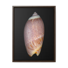 Load image into Gallery viewer, Olive Snail Shell Brown Dorsal | Framed Canvas | Black Background
