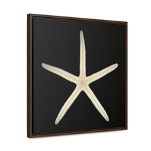 Load image into Gallery viewer, Finger Starfish Shell Bottom | Framed Canvas | Black Background
