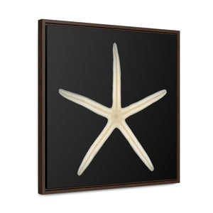 Finger Starfish Shell Bottom | Framed Canvas | Black Background