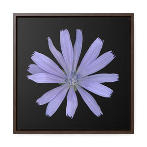 Chicory Flower Blue | Framed Canvas | Black Background