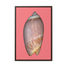 Load image into Gallery viewer, Olive Snail Shell Brown Dorsal | Framed Canvas | Salmon Background
