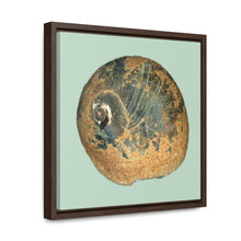 Load image into Gallery viewer, Moon Snail Shell Black &amp; Rust Apical | Framed Canvas | Sage Background
