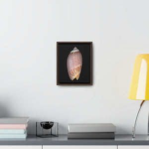 Olive Snail Shell Brown Dorsal | Framed Canvas | Black Background
