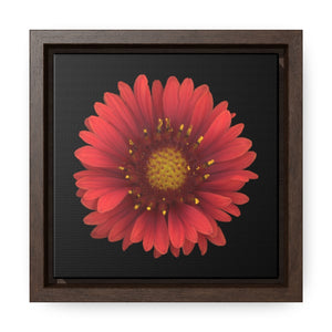 Blanket Flower Gaillardia Red | Framed Canvas | Black Background