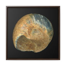 Load image into Gallery viewer, Moon Snail Shell Black &amp; Rust Umbilical | Framed Canvas | Black Background

