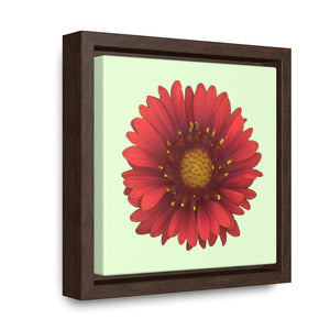 Blanket Flower Gaillardia Red | Framed Canvas | Sea Glass Background