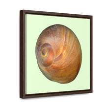 Load image into Gallery viewer, Moon Snail Shell Shark&#39;s Eye Apical | Framed Canvas | Sea Glass Background
