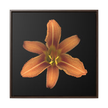 Load image into Gallery viewer, Orange Daylily Flower | Framed Canvas | Black Background
