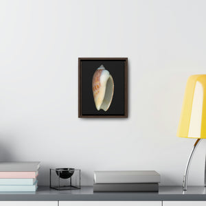 Olive Snail Shell Brown Apertural | Framed Canvas | Black Background