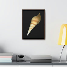 Load image into Gallery viewer, Turrid Shell Tan Dorsal | Framed Canvas | Black Background
