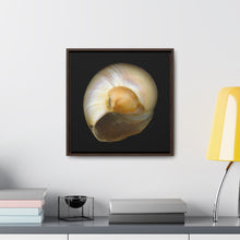 Load image into Gallery viewer, Moon Snail Shell Shark&#39;s Eye Umbilical | Framed Canvas | Black Background
