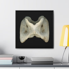 Load image into Gallery viewer, White-tailed Deer Atlas Vertebra by Matteo | Framed Canvas | Black Background
