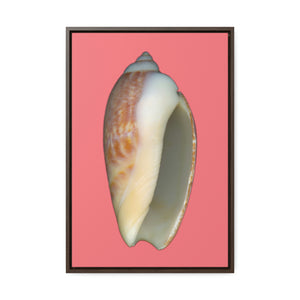 Olive Snail Shell Brown Apertural | Framed Canvas | Salmon Background