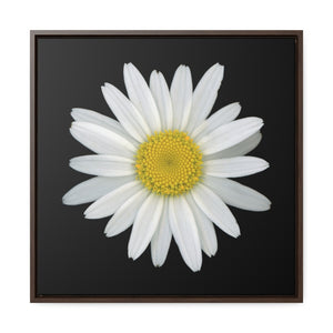 Shasta Daisy Flower White | Framed Canvas | Black Background