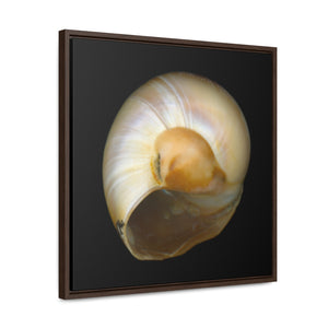 Moon Snail Shell Shark's Eye Umbilical | Framed Canvas | Black Background