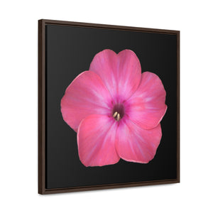 Phlox Flower Detail Pink | Framed Canvas | Black Background