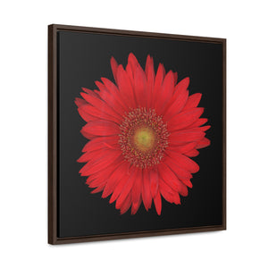 Gerbera Daisy Flower Red | Framed Canvas | Black Background
