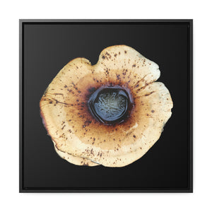 Honey Fungus, Armillaria by Matteo | Framed Canvas | Black Background