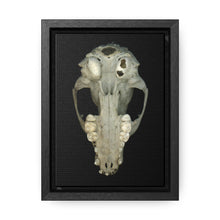 Load image into Gallery viewer, Raccoon Skull Inferior by Matteo | Framed Wrap Canvas | Black Background
