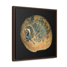 Load image into Gallery viewer, Moon Snail Shell Black &amp; Rust Apical | Framed Canvas | Black Background
