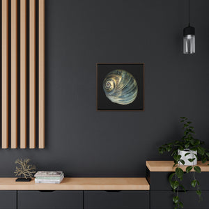 Moon Snail Shell Blue Apical | Framed Canvas | Black Background