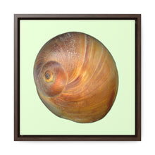 Load image into Gallery viewer, Moon Snail Shell Shark&#39;s Eye Apical | Framed Canvas | Sea Glass Background
