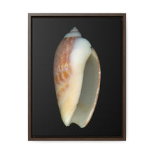 Load image into Gallery viewer, Olive Snail Shell Brown Apertural | Framed Canvas | Black Background
