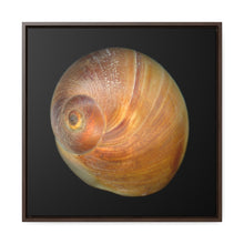 Load image into Gallery viewer, Moon Snail Shell Shark&#39;s Eye Apical | Framed Canvas | Black Background

