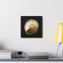 Load image into Gallery viewer, Moon Snail Shell Shark&#39;s Eye Umbilical | Framed Canvas | Black Background
