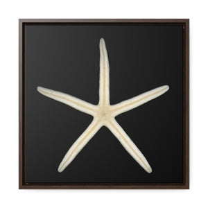 Finger Starfish Shell Bottom | Framed Canvas | Black Background