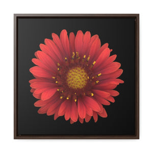 Blanket Flower Gaillardia Red | Framed Canvas | Black Background