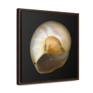 Moon Snail Shell Shark's Eye Umbilical | Framed Canvas | Black Background