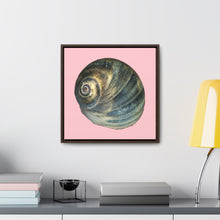 Load image into Gallery viewer, Moon Snail Shell Blue Apical | Framed Canvas | Pink Background
