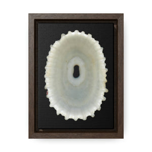 Keyhole Limpet Shell White Interior | Framed Canvas | Black Background