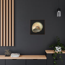 Load image into Gallery viewer, Moon Snail Shell Blue Umbilical | Framed Canvas | Black Background
