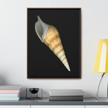 Load image into Gallery viewer, Turrid Shell Tan Apertural | Framed Canvas | Black Background
