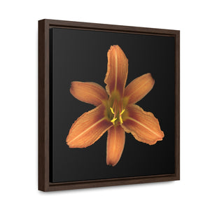 Orange Daylily Flower | Framed Canvas | Black Background