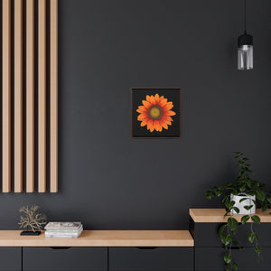 Gazania Flower Orange | Framed Canvas | Black Background