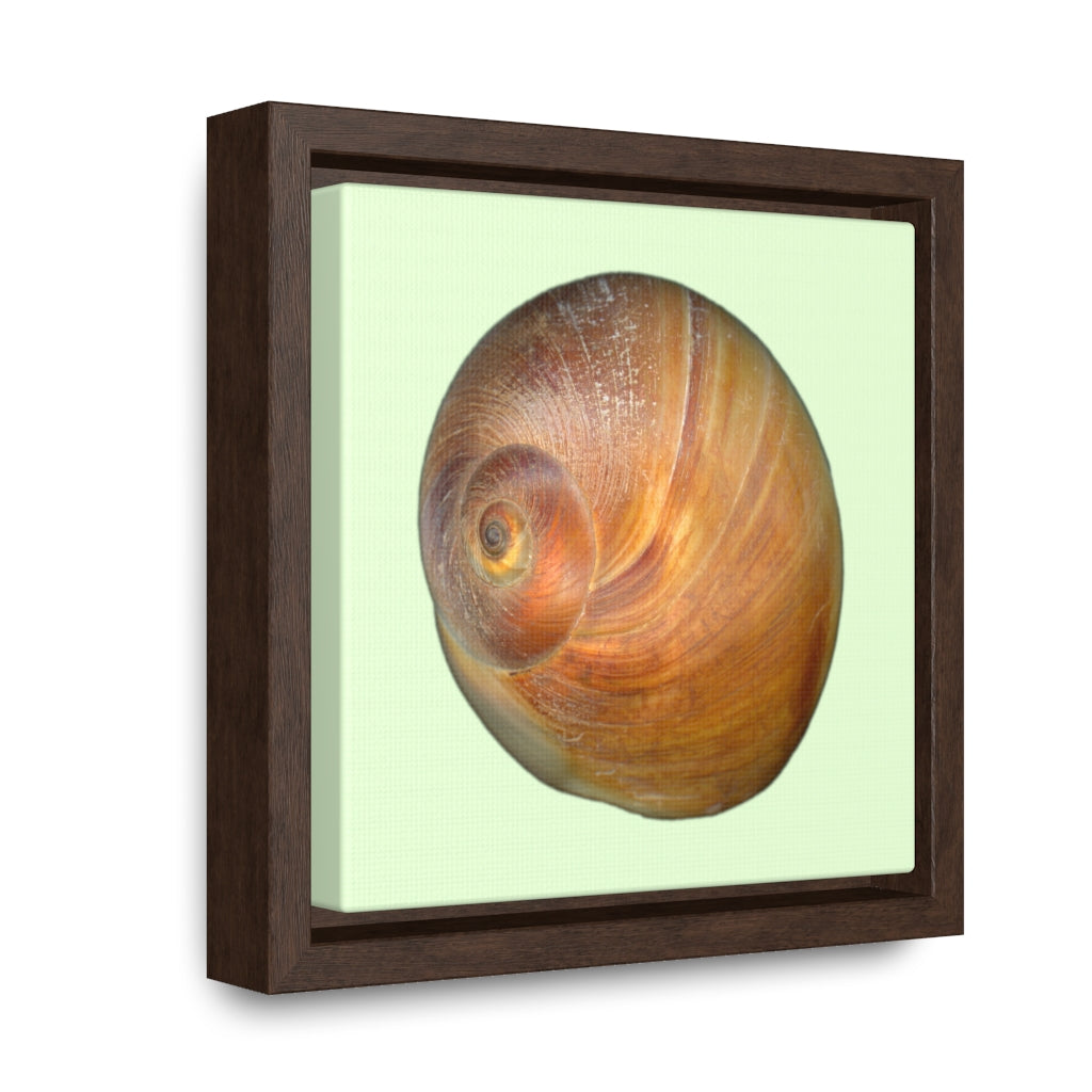 Moon Snail Shell Shark's Eye Apical | Framed Canvas | Sea Glass Background