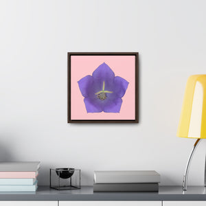 Balloon Flower Blue | Framed Canvas | Pink Background