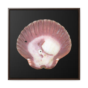 Scallop Shell Magenta Left Exterior | Framed Canvas | Black Background