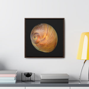 Moon Snail Shell Shark's Eye Apical | Framed Canvas | Black Background