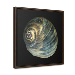 Moon Snail Shell Blue Apical | Framed Canvas | Black Background